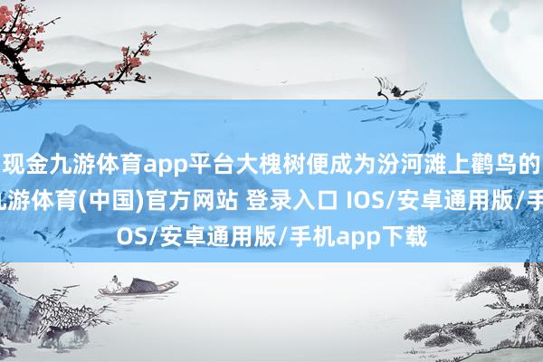 现金九游体育app平台大槐树便成为汾河滩上鹳鸟的自然良居-九游体育(中国)官方网站 登录入口 IOS/安卓通用版/手机app下载